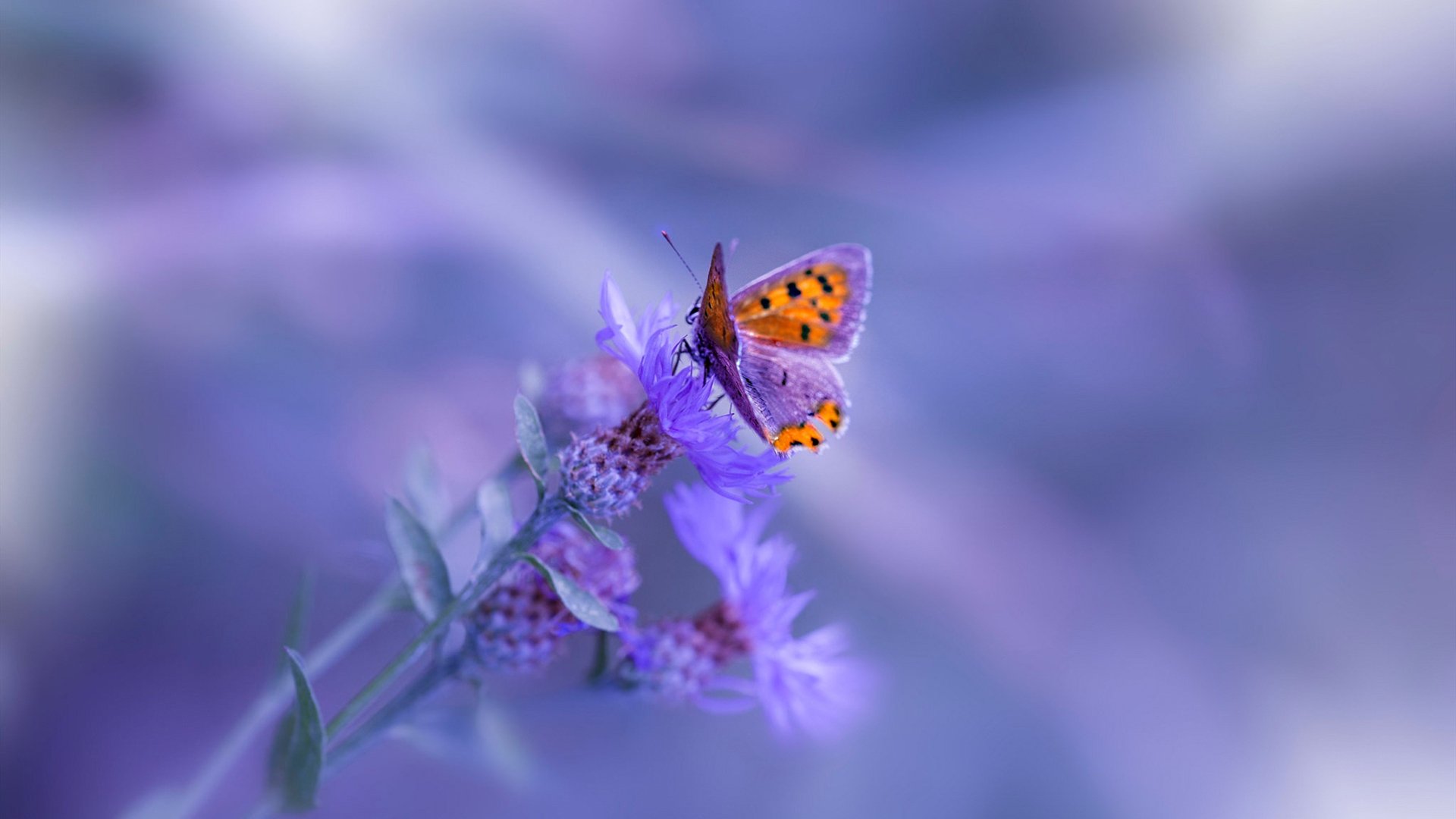 西决生死战之夜，布伦森打出生涯之夜，那记对抗被时间放大的幽灵的绝命抛投