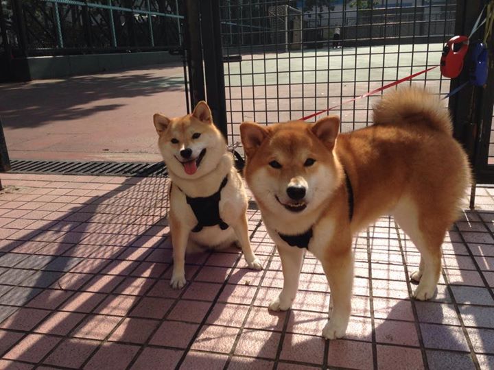 欧文全息直播时，恩比德正在隔扣德拉蒙德，当两个时空在费城主场量子纠缠