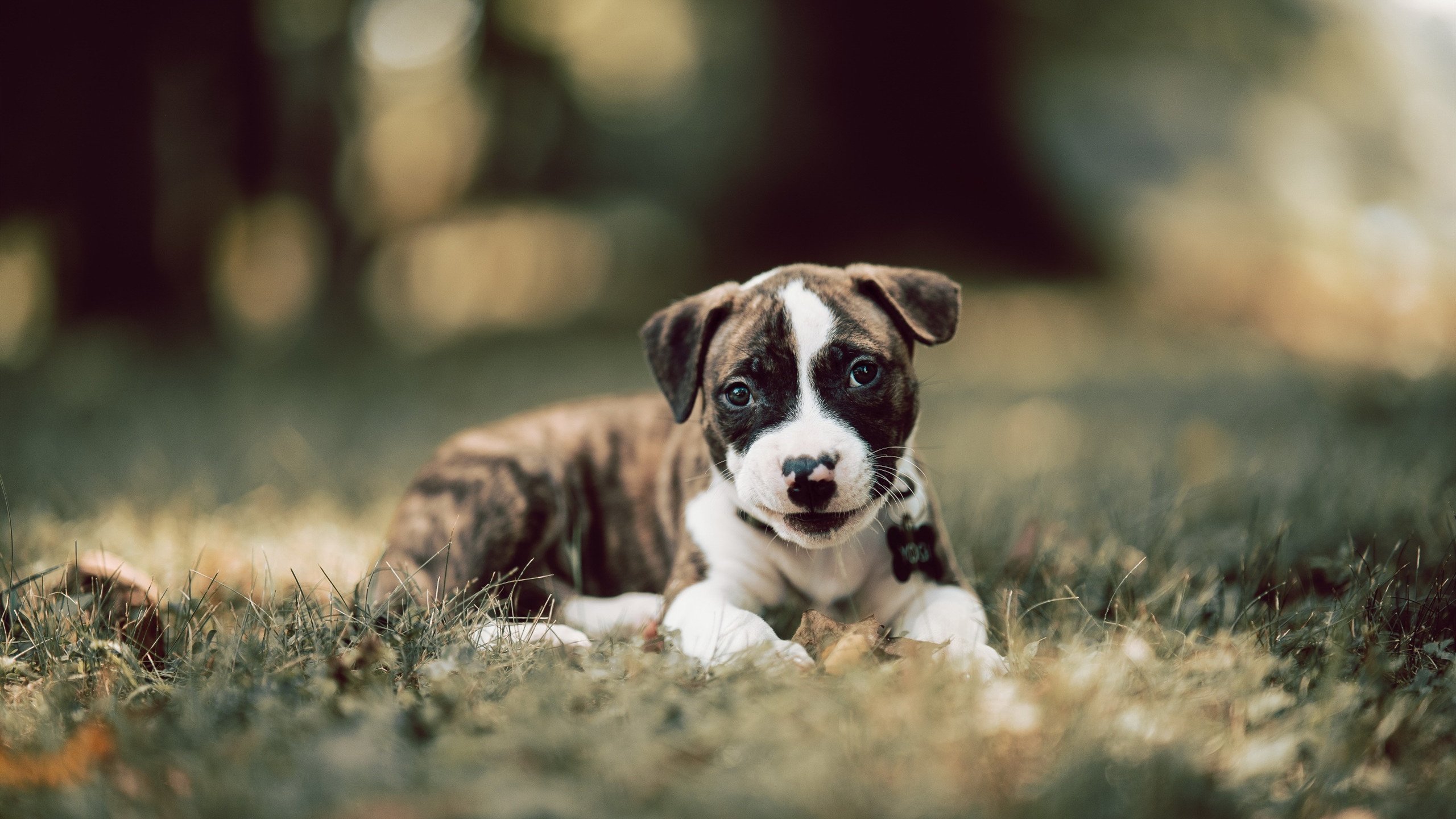 跨越大洋的终极对决，拉梅洛·鲍尔用无解表现书写全场最佳无争议传奇