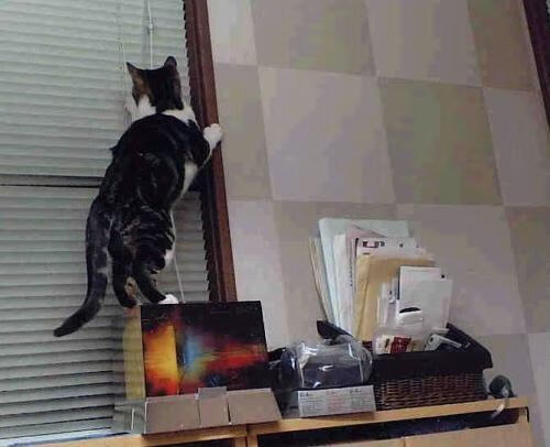 夜之王者，霍勒迪—德甲争冠战夜的破局者