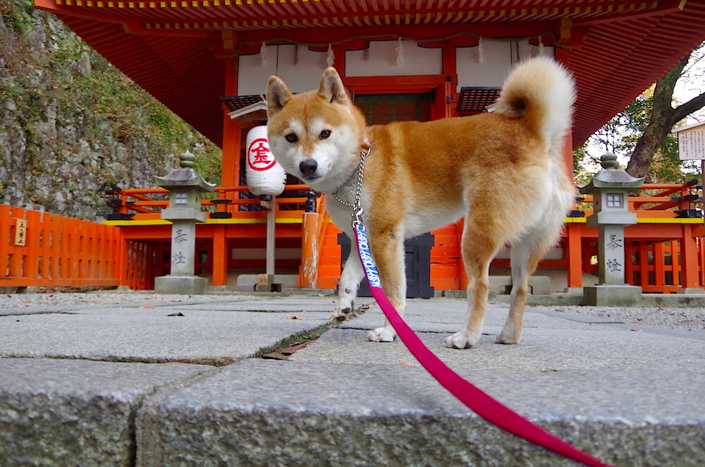 爆冷与里程碑之夜，广东队力克76人，拉梅洛生涯突破5000分