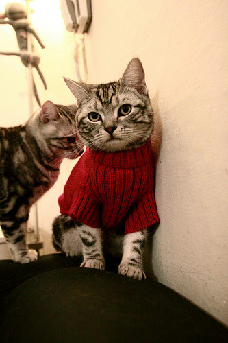 布克的唯一性，大场面先生如何引领北京队压制山西队