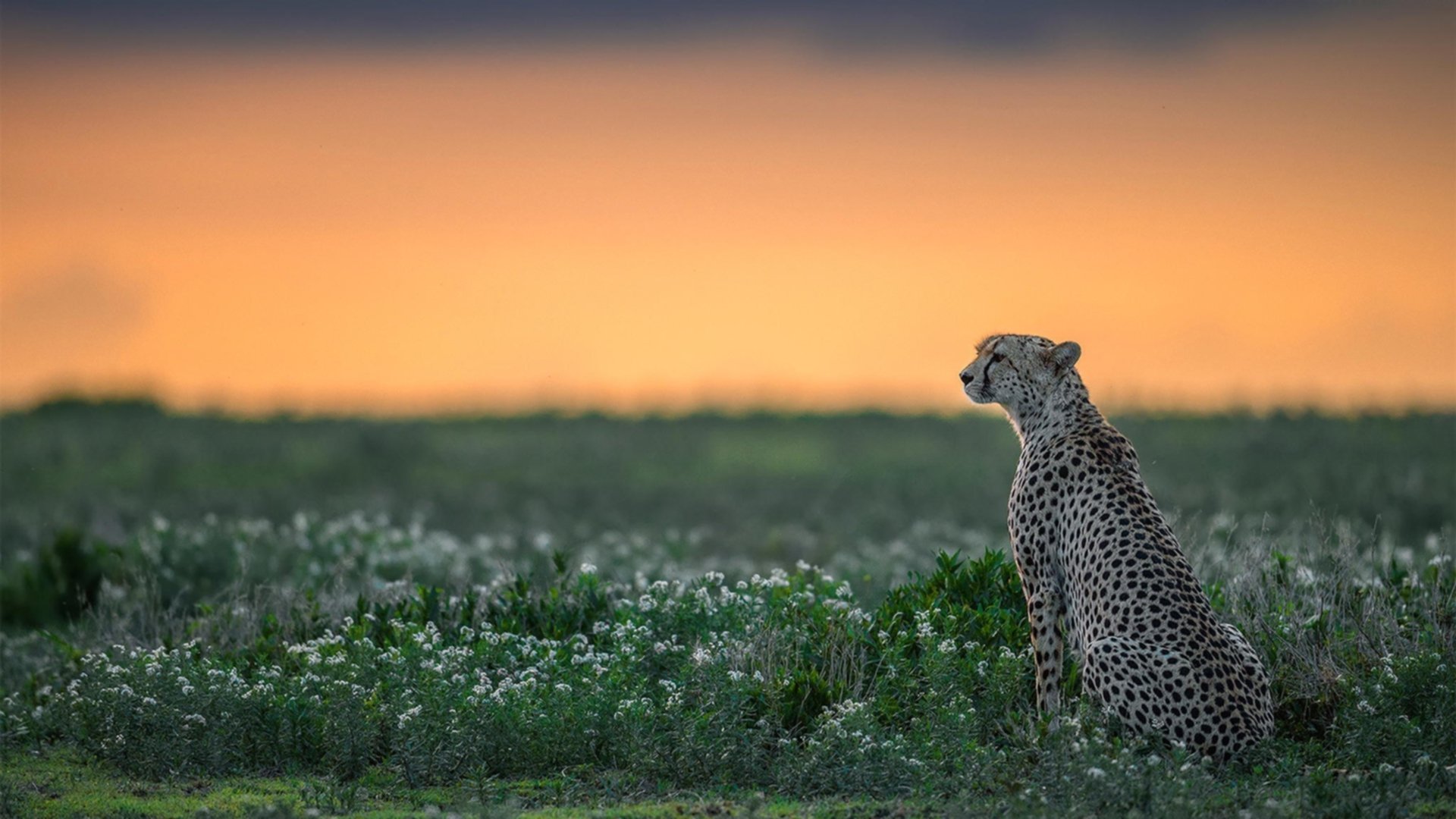 驯服公牛，浙江以节奏为缰，乔治执掌决胜之钥