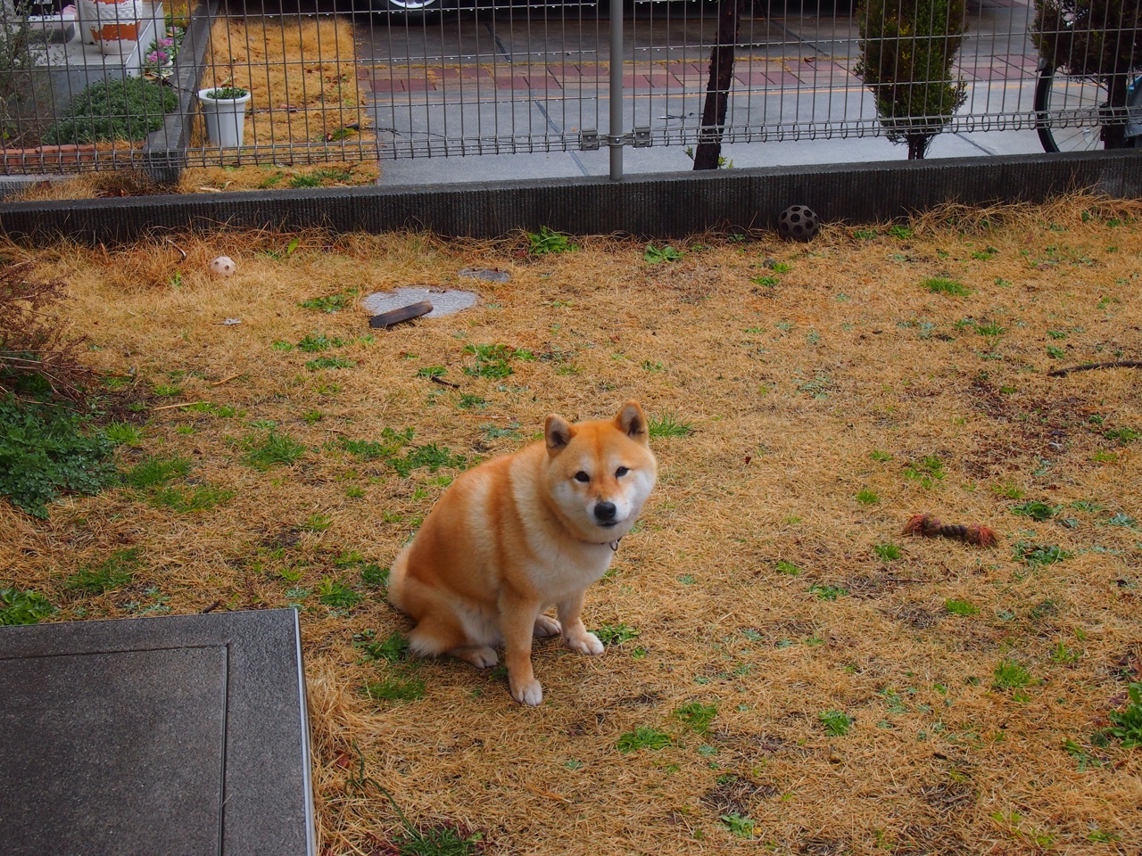 跨界风云,荷兰险胜里昂后,佩德里如何NBA总决赛一战封神