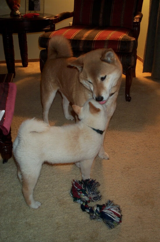 跨界奇迹，伊朗打穿哥伦比亚，弗拉霍维奇化身决胜英雄