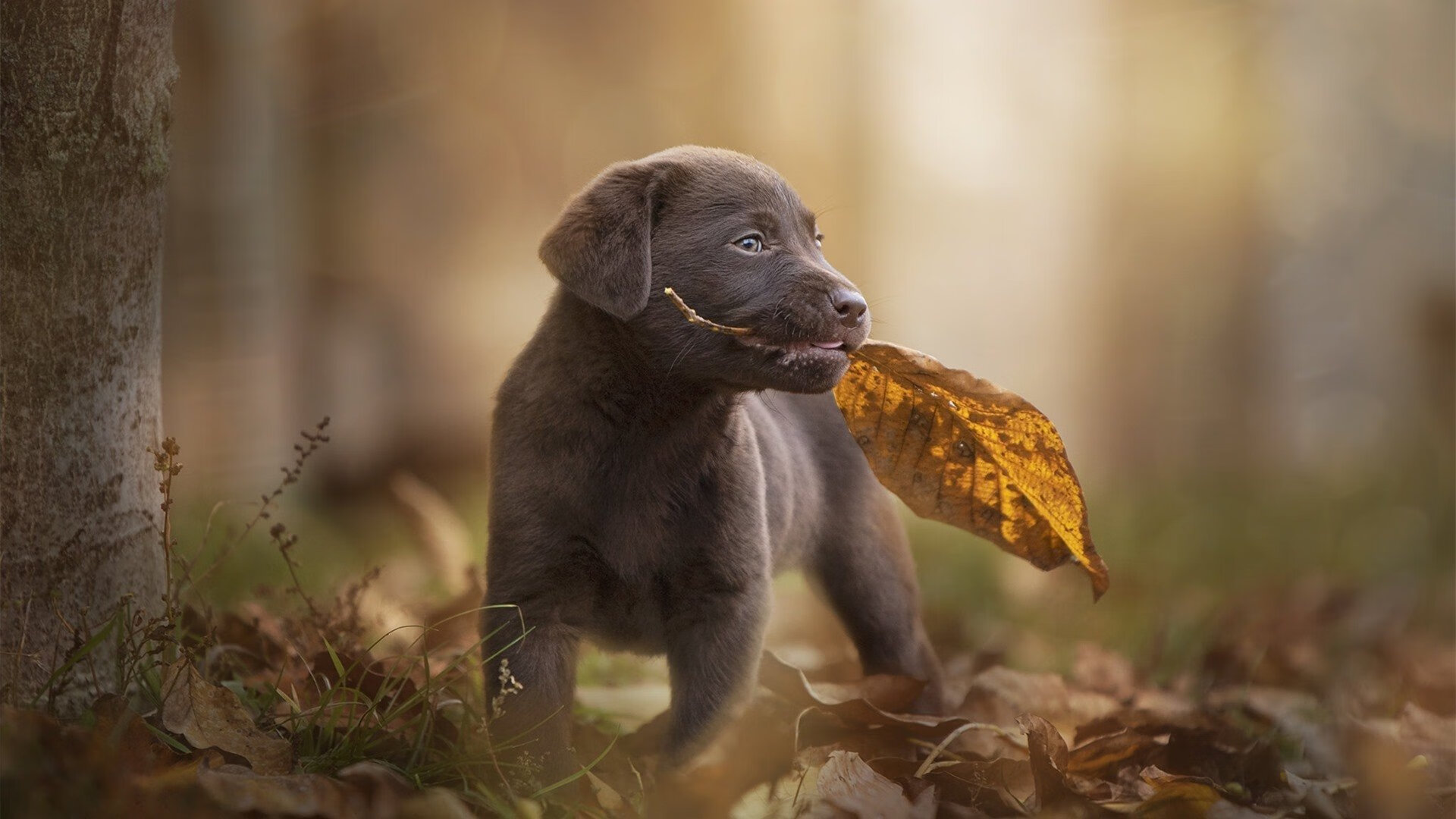 真实与虚拟的双重奏，当猛龙撕裂活塞时，切特正在欧冠决赛封神