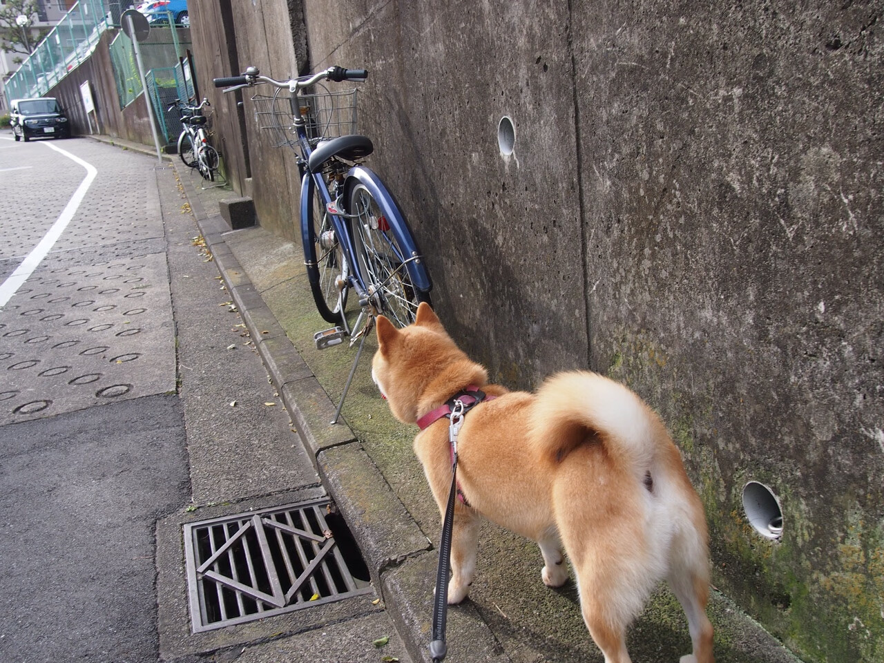黄蜂有毒刺，伦纳德带走的何止是胜利—当浙江队听见冰层碎裂的声音