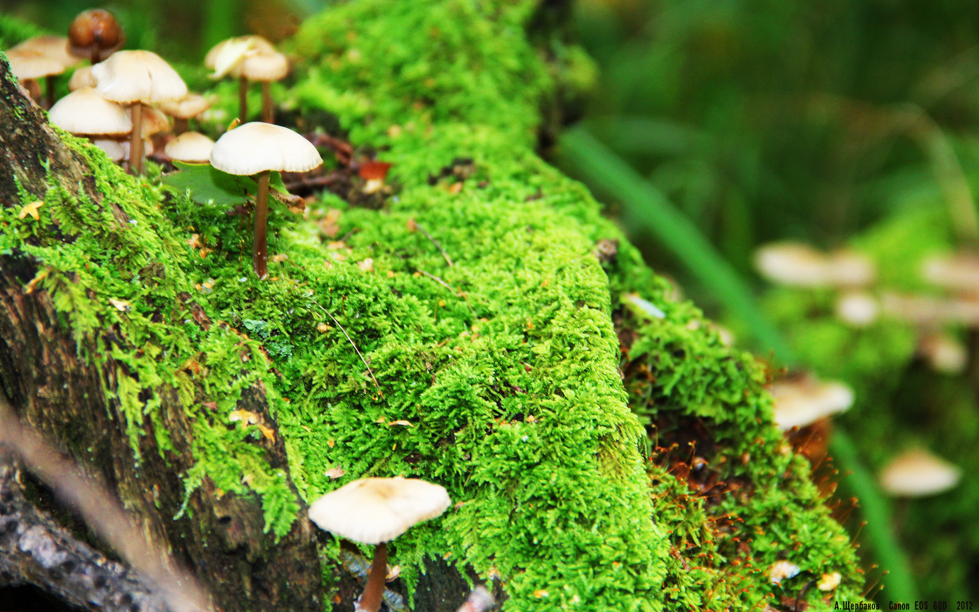 政治赛场，秘鲁如何在外交加时赛中一波带走阿尔及利亚