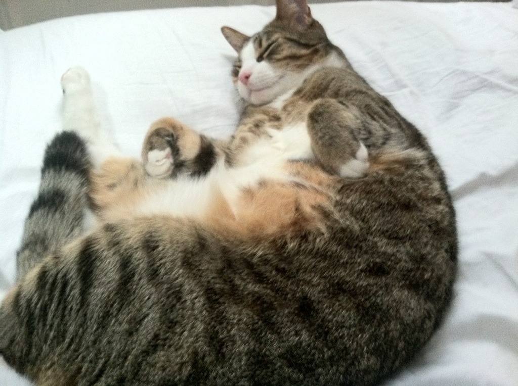 阿圭罗奇迹爆发！希腊补时绝杀巴西，足球史上唯一冷门