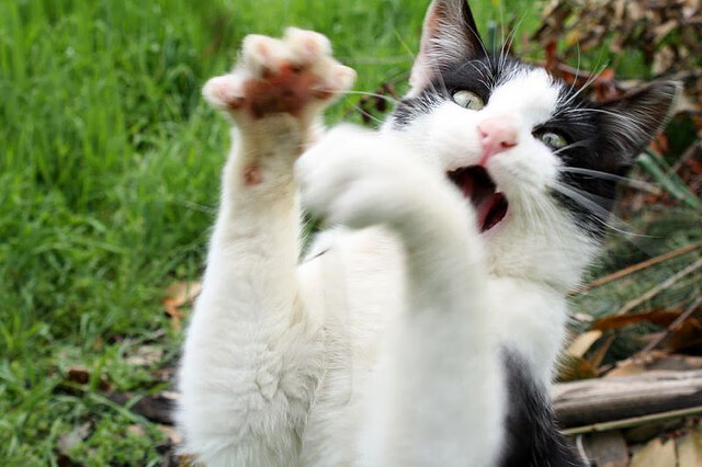 开云体育平台APP-英超争冠之夜，拉文的制胜一击，铸就历史唯一