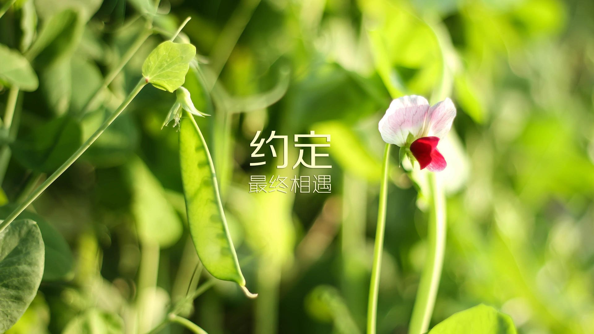 首先，扩展思维，构思一个独特且有吸引力的标题
