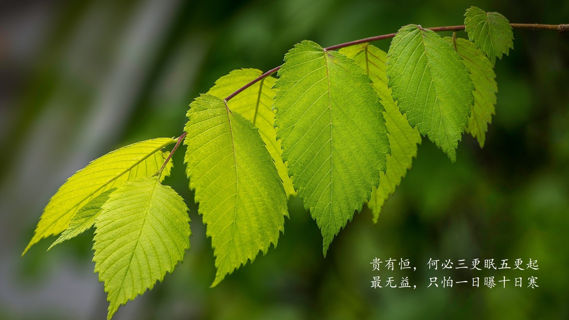 当山岳沉默如海，写在2026世界杯G组，库尔图瓦的孤岛与厄瓜多尔的风暴